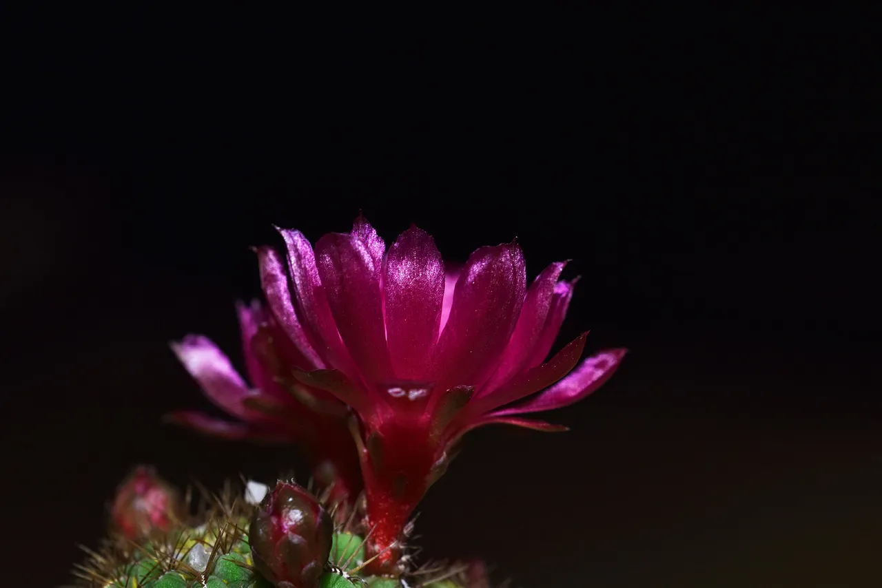 Sulcorebutia frankiana flowers 2021 8.jpg
