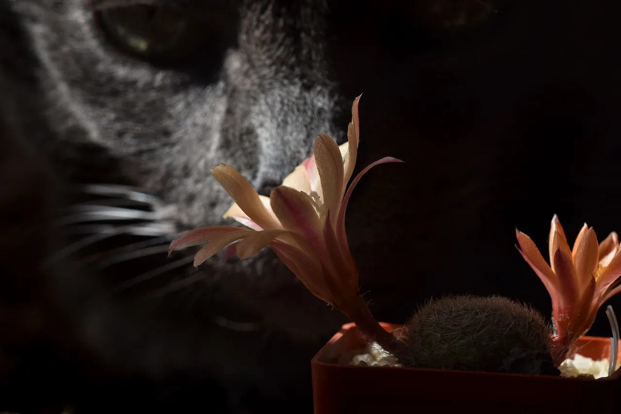 Rebutia heliosa cv. sunrise 2022 11.jpg