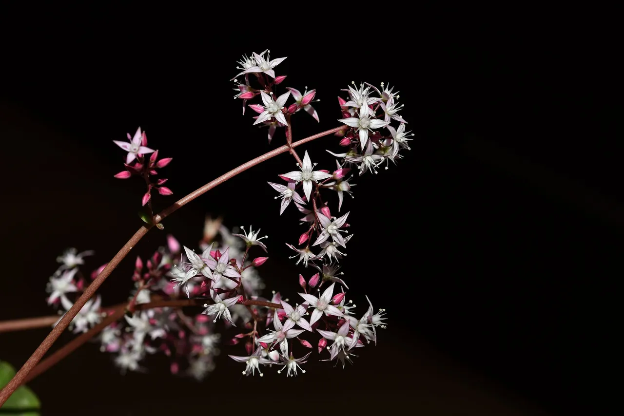 Crassula multicava blooming 2023 4.jpg