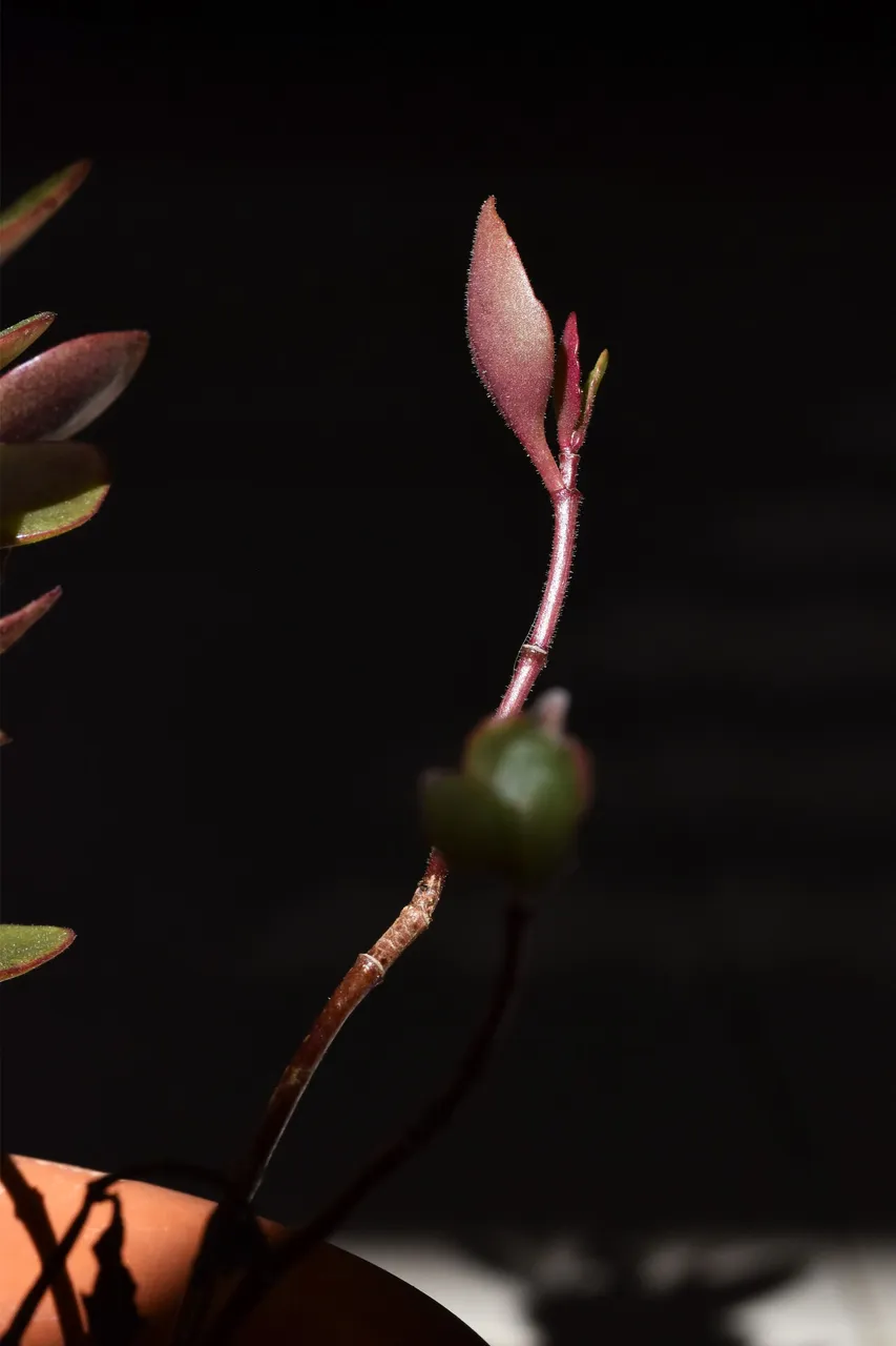 Kalanchoe manginii flowers 2022 6.jpg