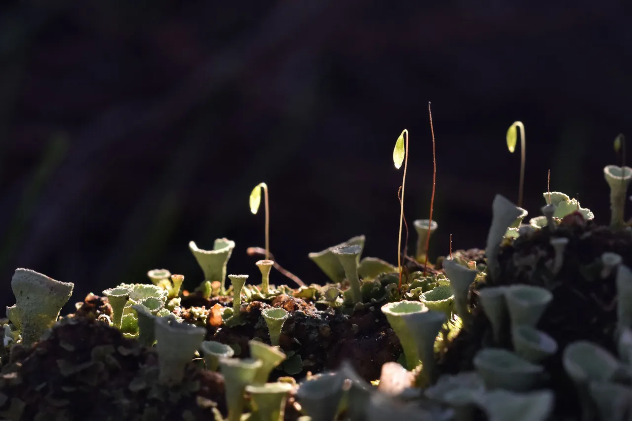 Cladonia lichens moss macro 3.jpg