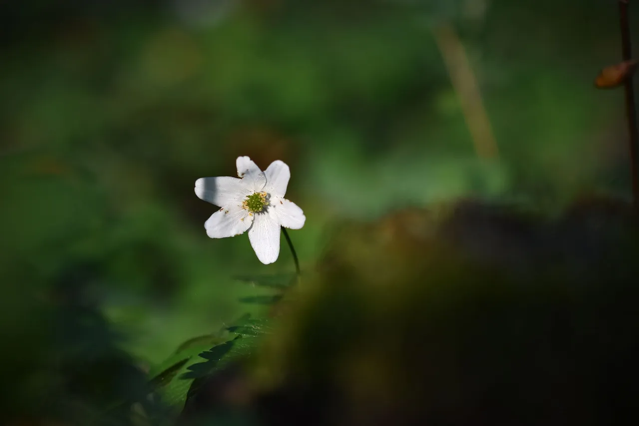 wood anemone pl 11.jpg