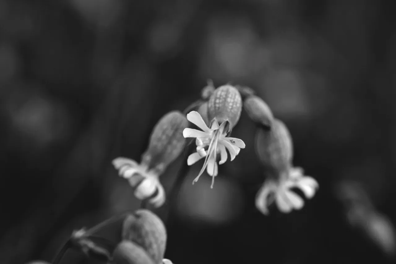 Silene wildflower bw 3.jpg