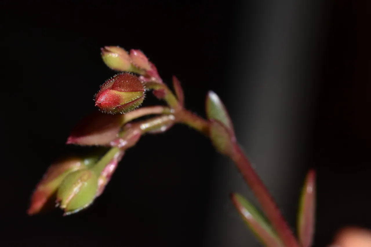 Kalanchoe manginii flowers 2022 9.jpg