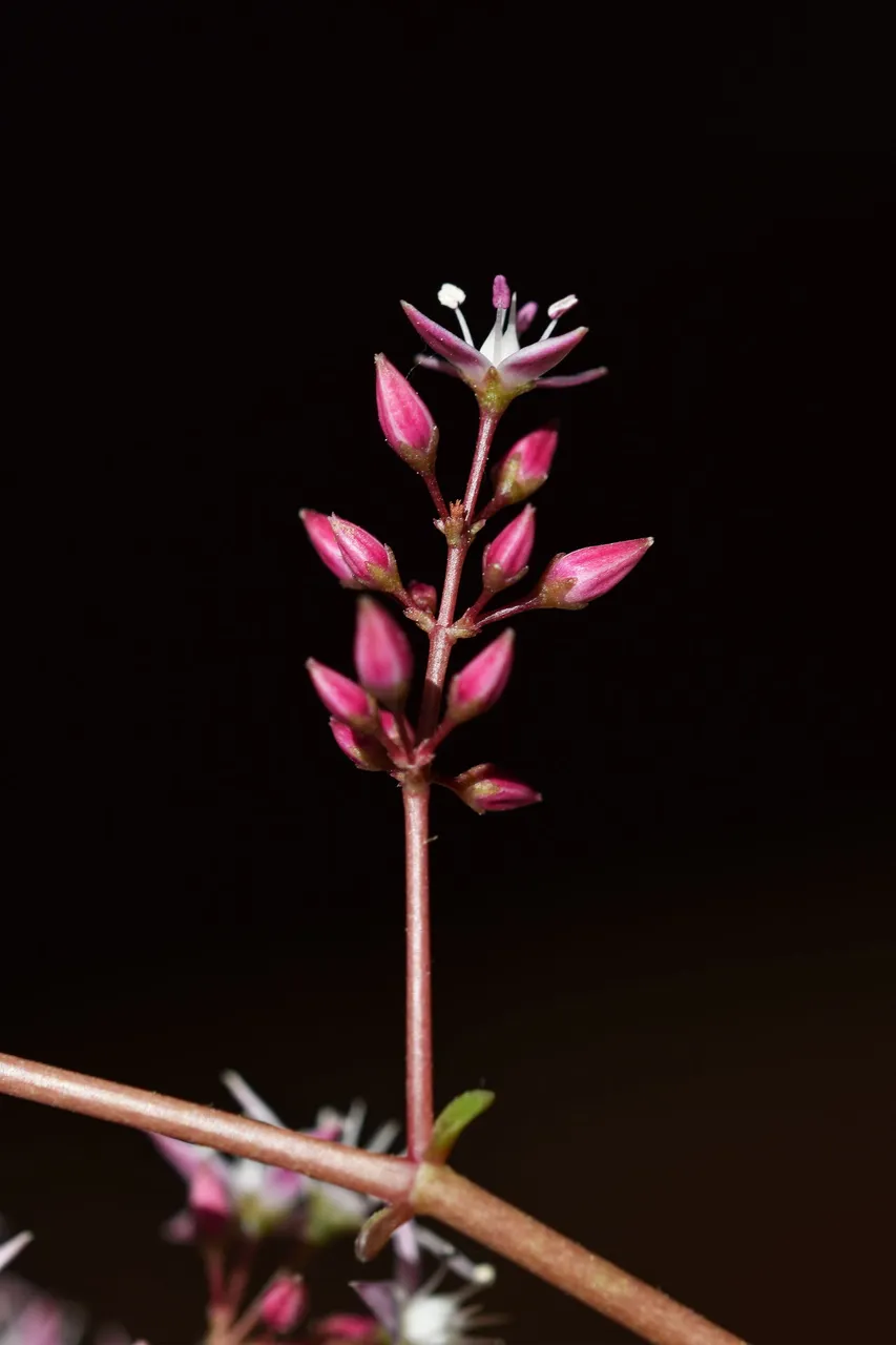 Crassula multicava blooming 2023 12.jpg