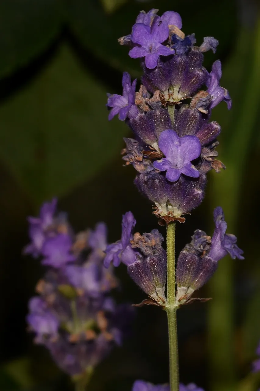 lavender night photo 2.jpg