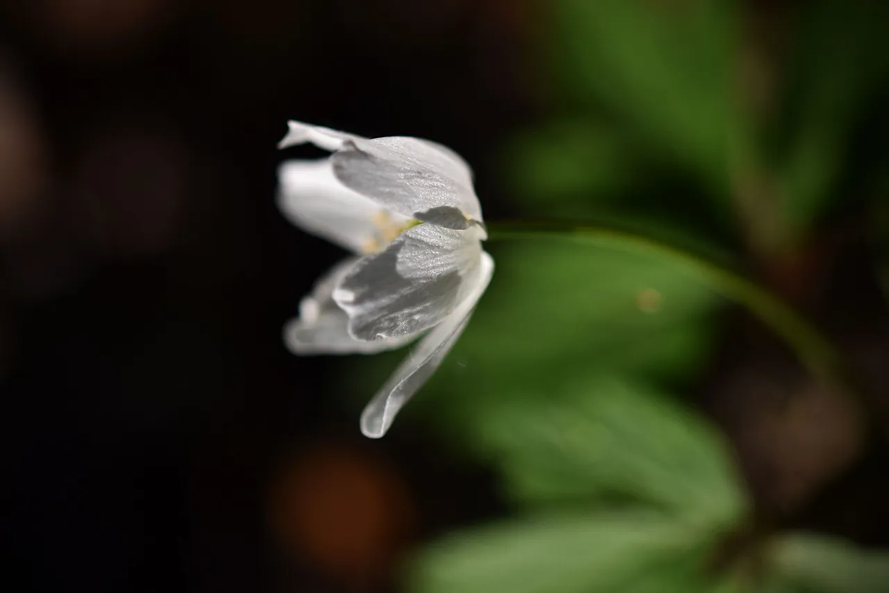 wood anemone pl 8.jpg