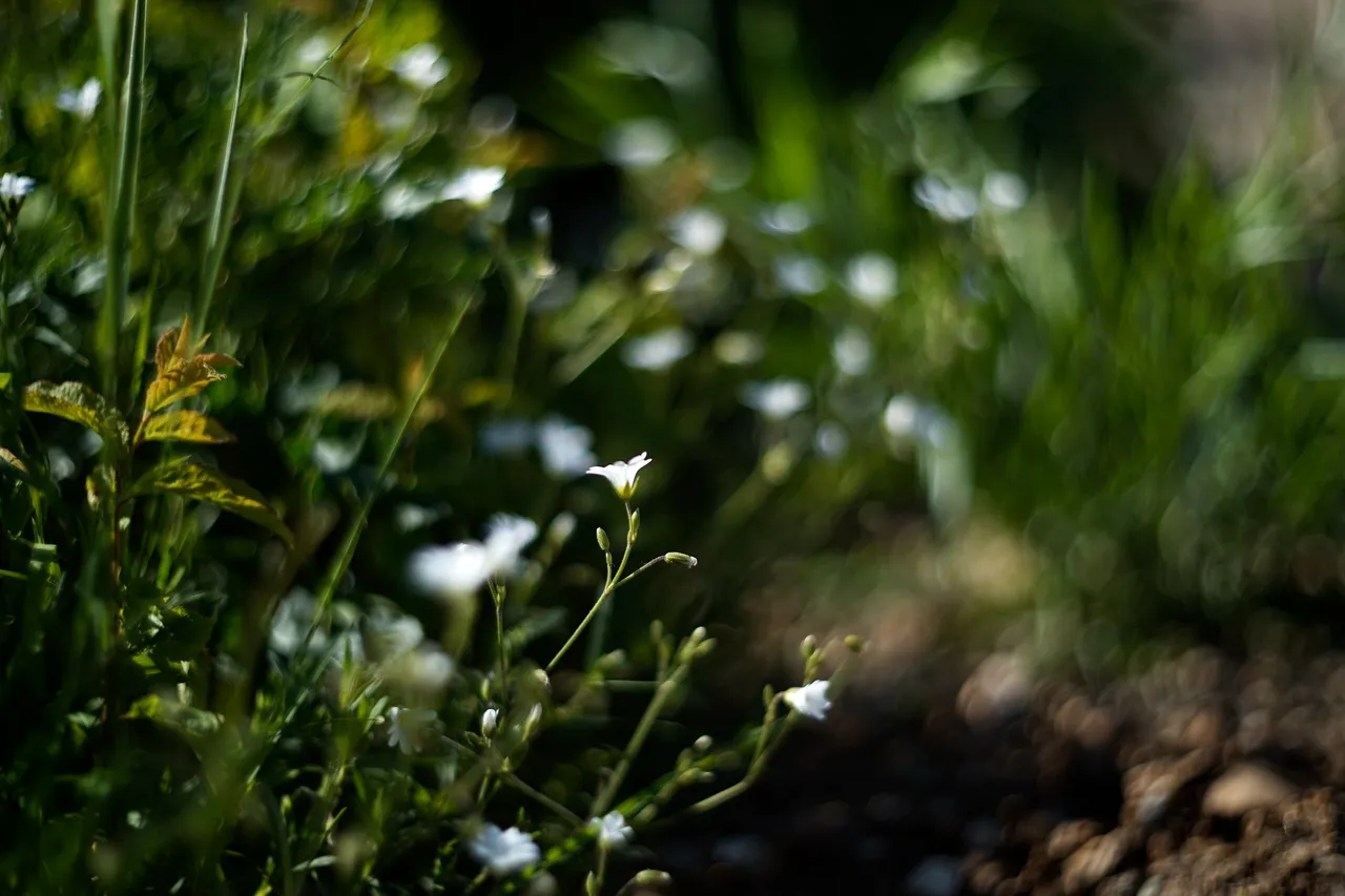 wildflower helios bokeh 4.jpg