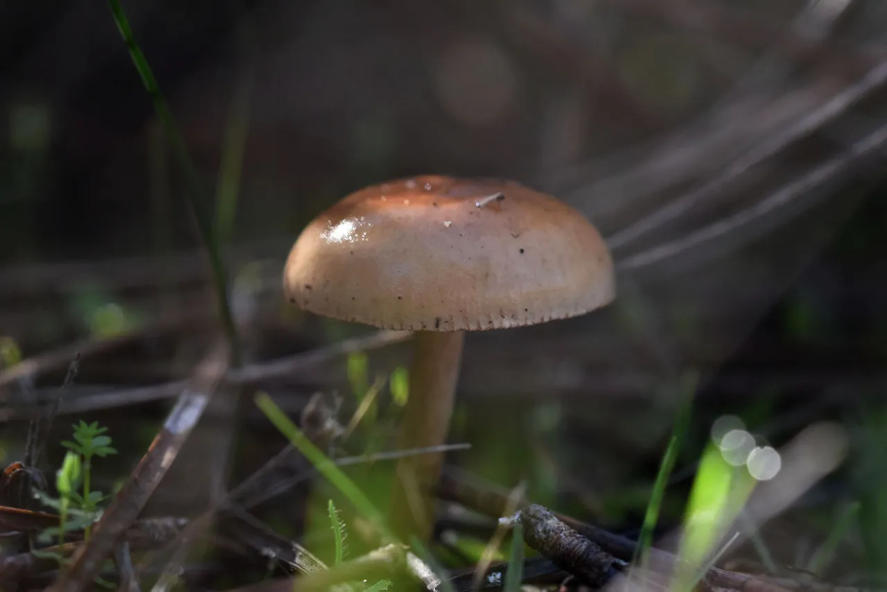 small mushrooms park 4.jpg