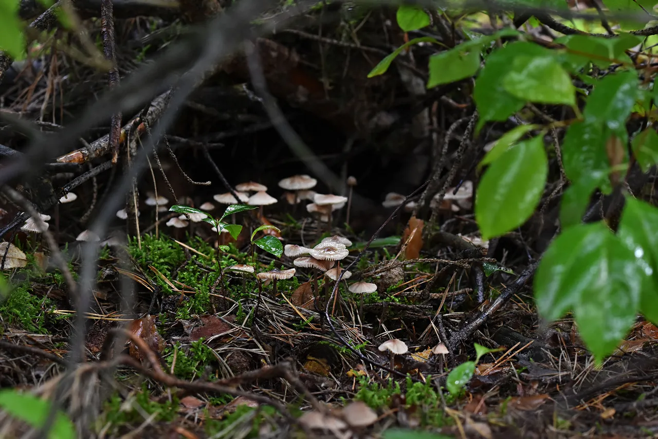 tiny myshrooms pl 1.jpg