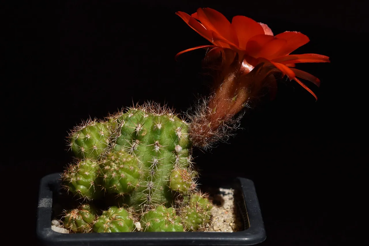 Chamaecereus hybrid flower 2021 7.jpg