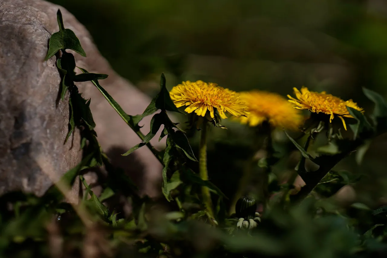 dandelion samyang 5.jpg