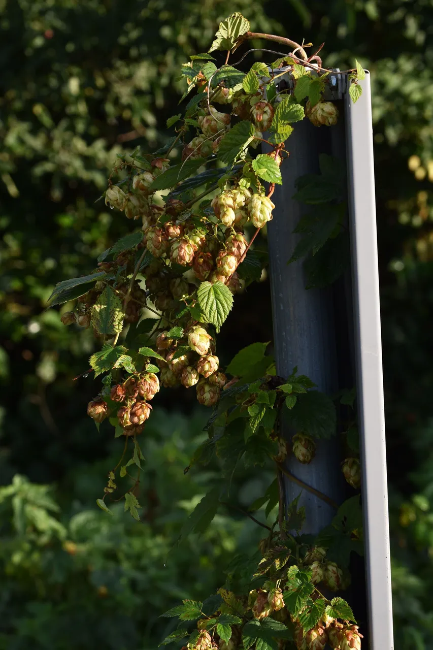 Hops autumn pl 3.jpg