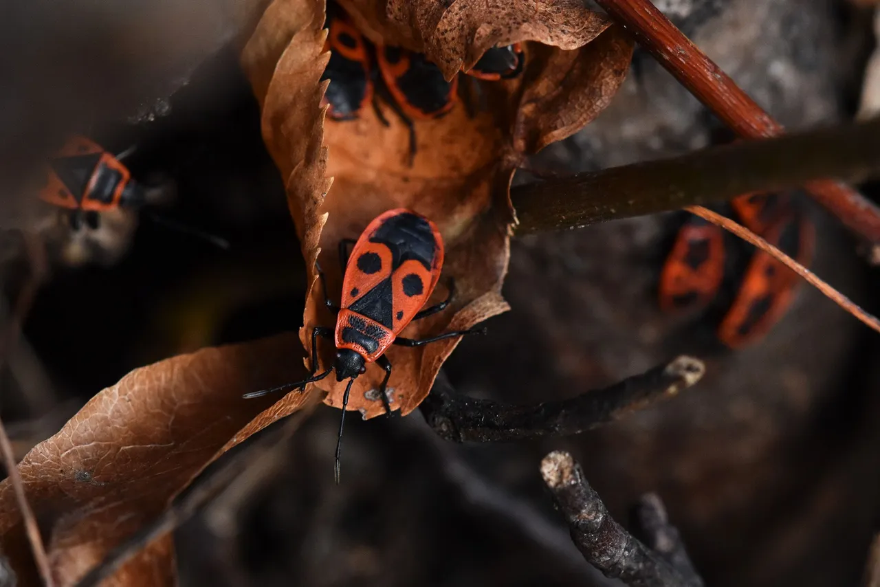 Firebug tree pl 3.jpg