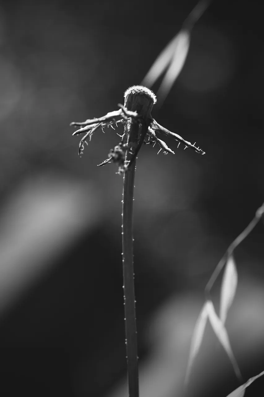 fluffy seeds bw 10.jpg