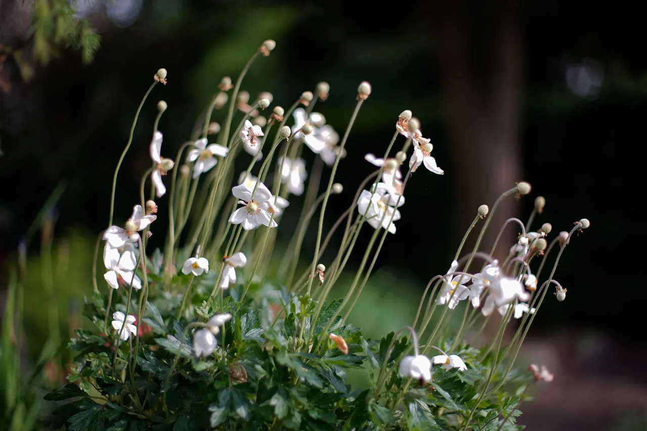 anemones garden takumar 1.jpg