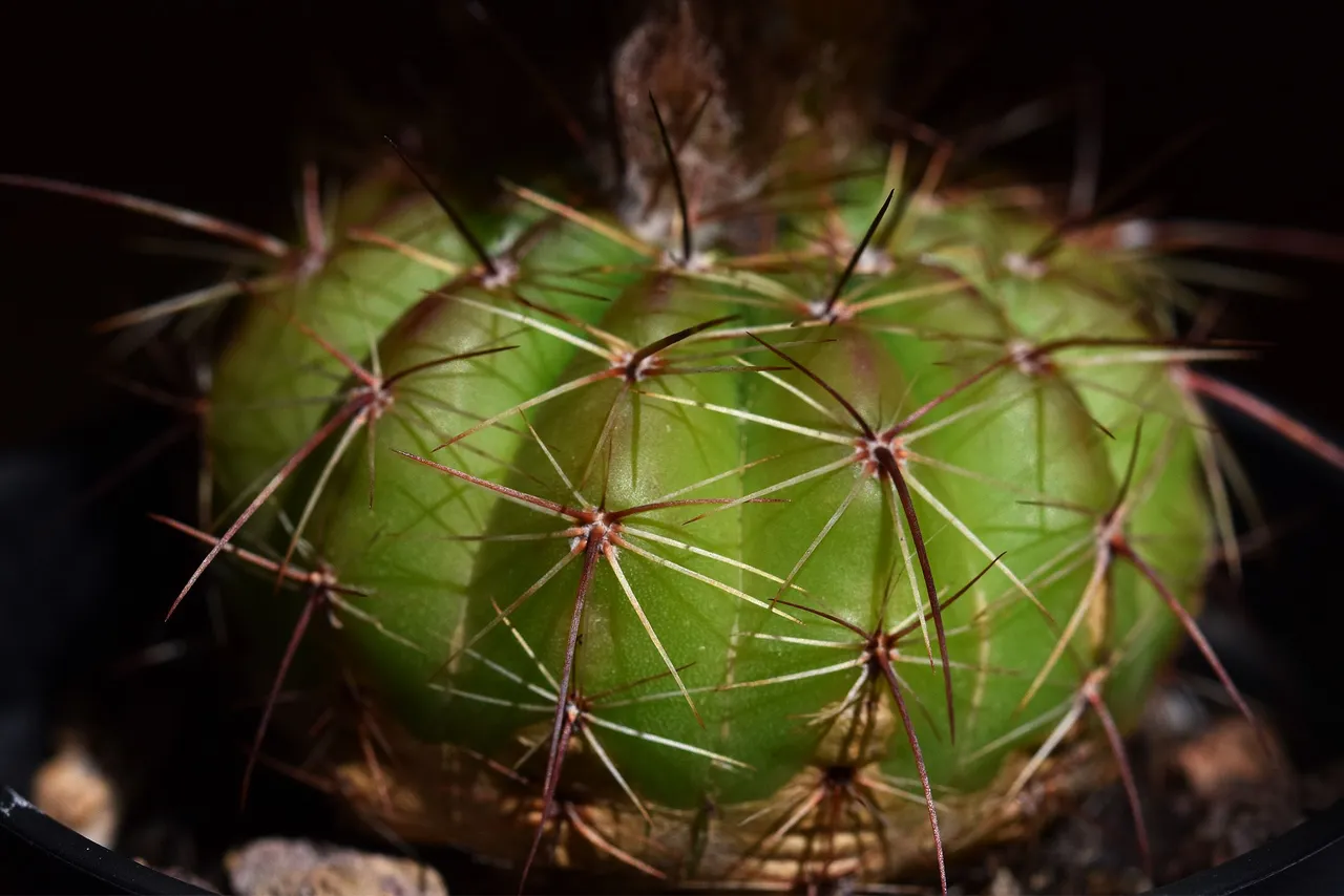 Notocactus Ottonis flowers 2021 8.jpg