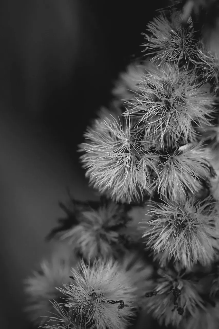 fluffy seeds garden bw 11.jpg