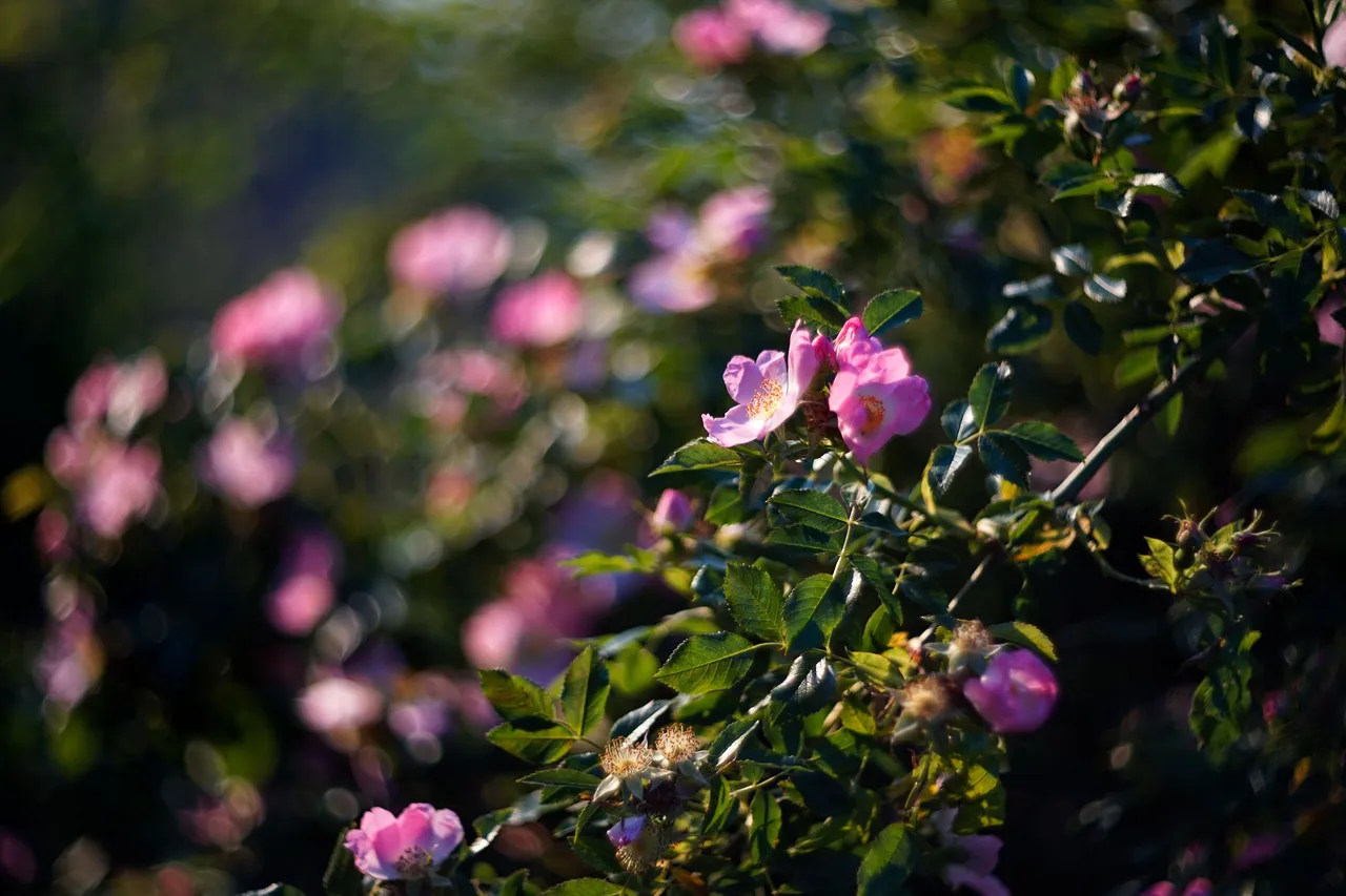 wild roses pl helios bokeh 3.jpg