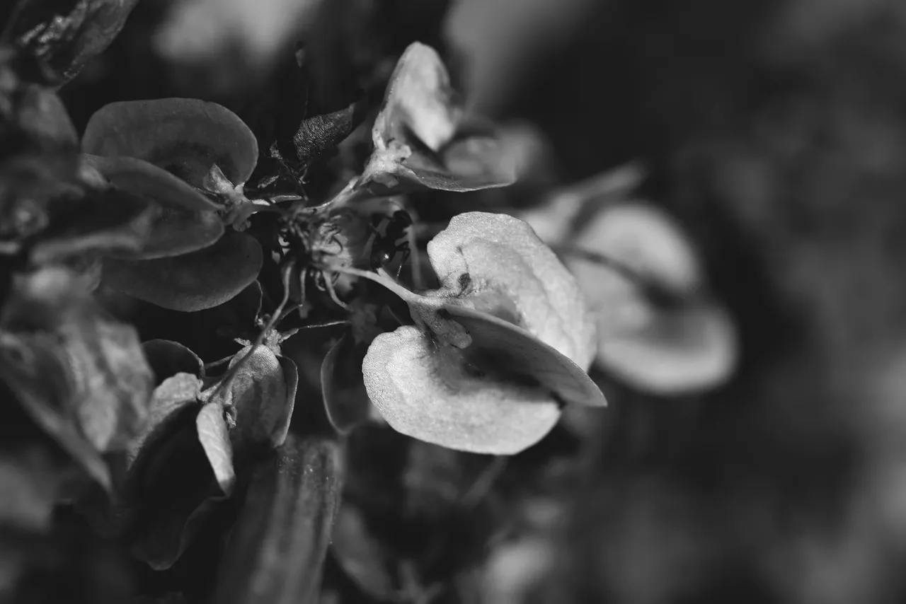 seedpod drystuff bw 1.jpg