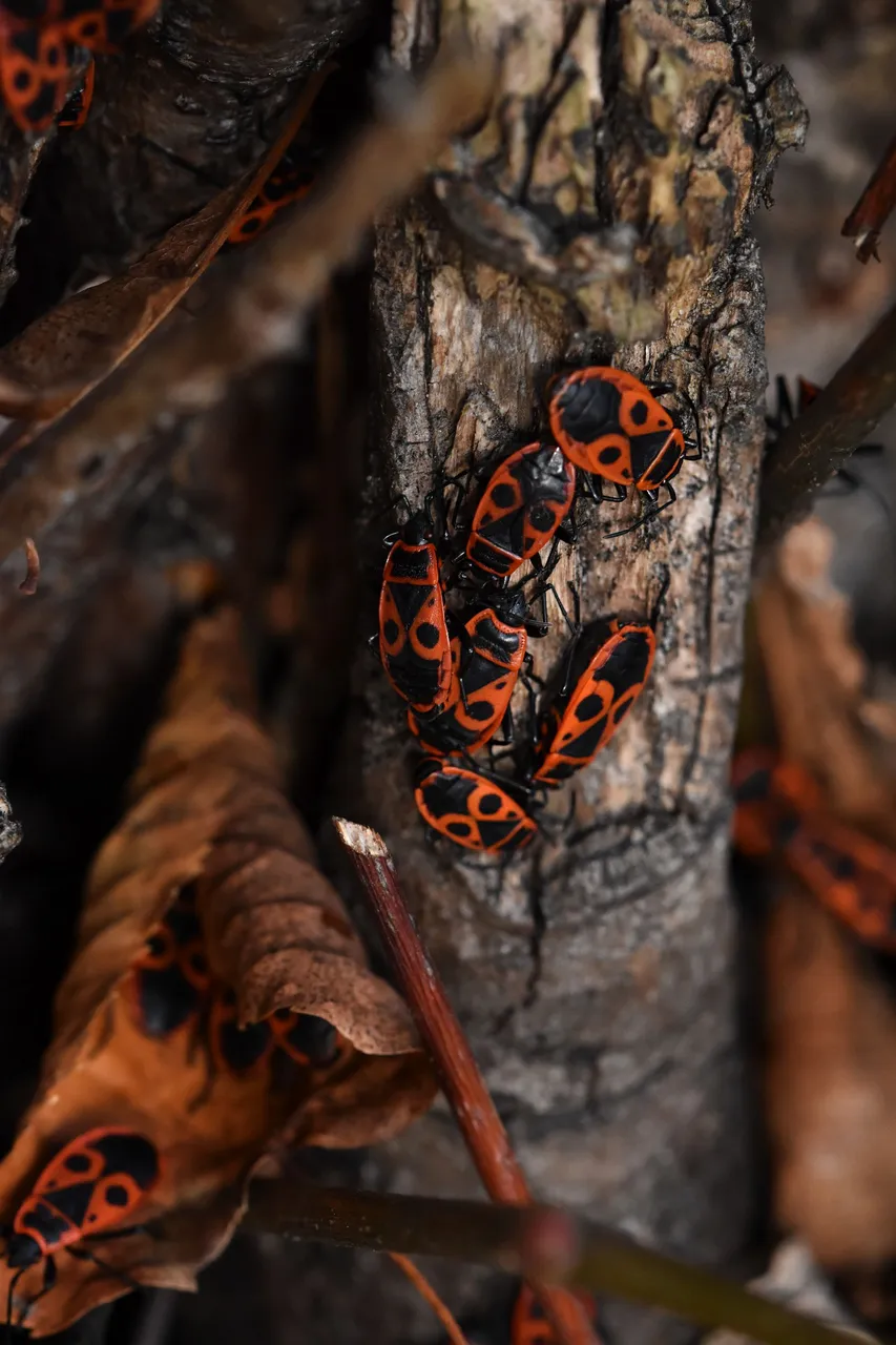 Firebug tree pl 5.jpg