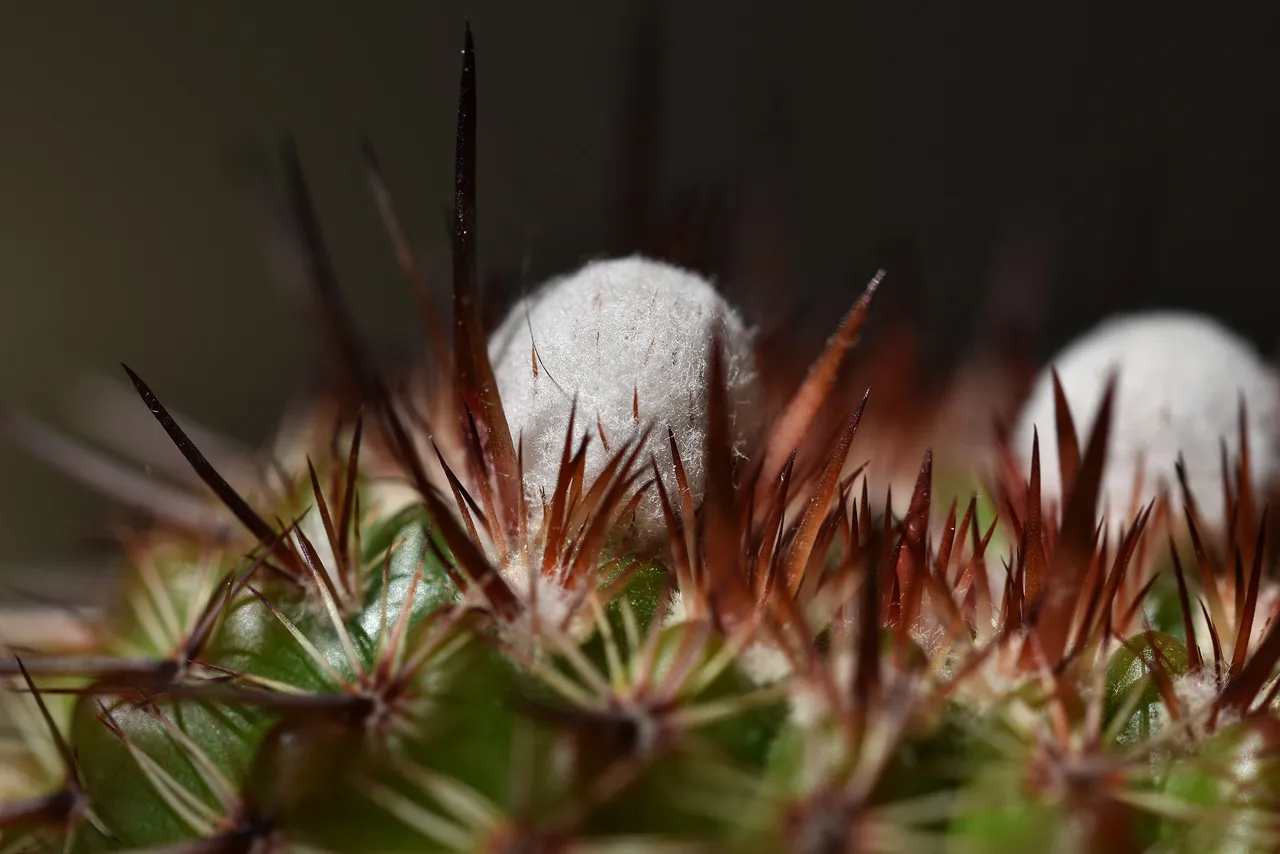 Notocactus mueller-melchersii buds 2021 2.jpg