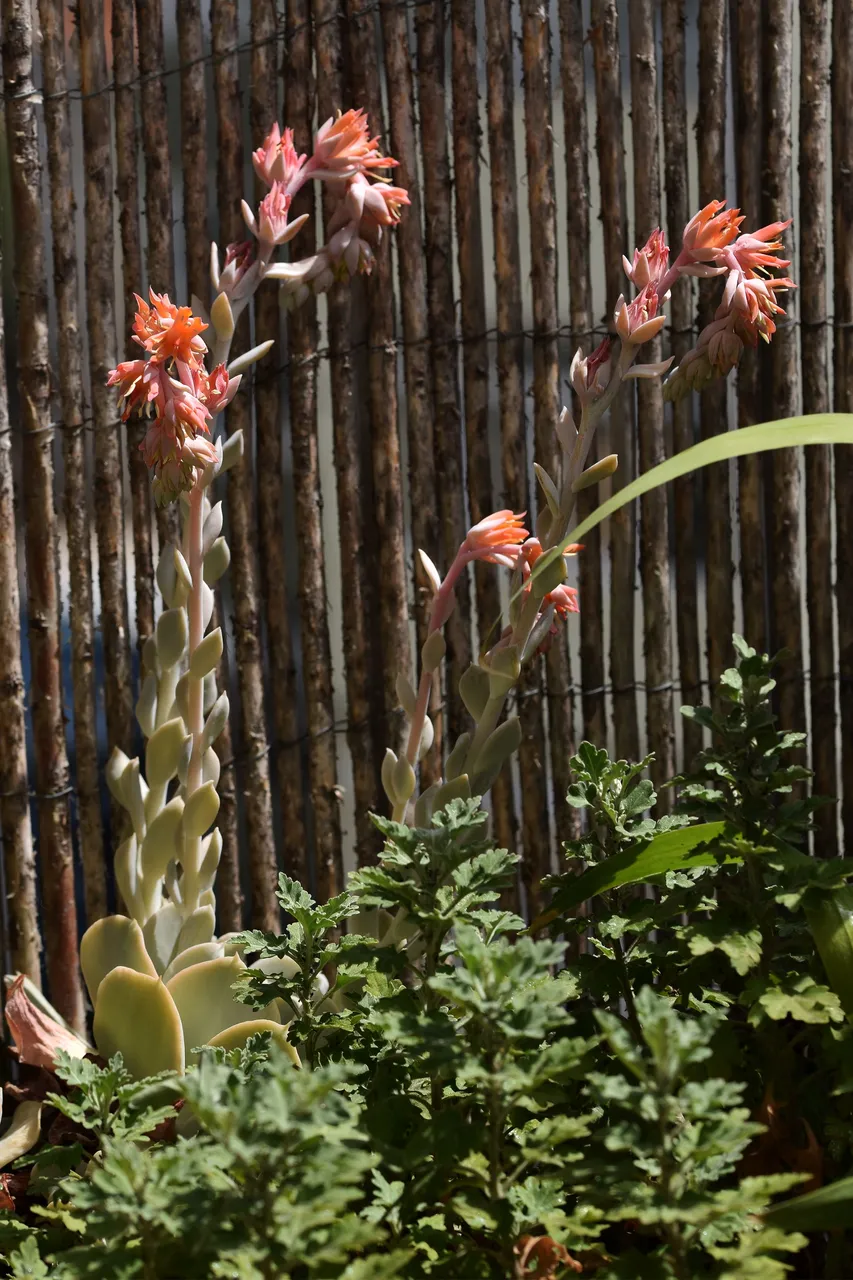 Echeveria runyonii topsy turvy 2022 flowers 9.jpg