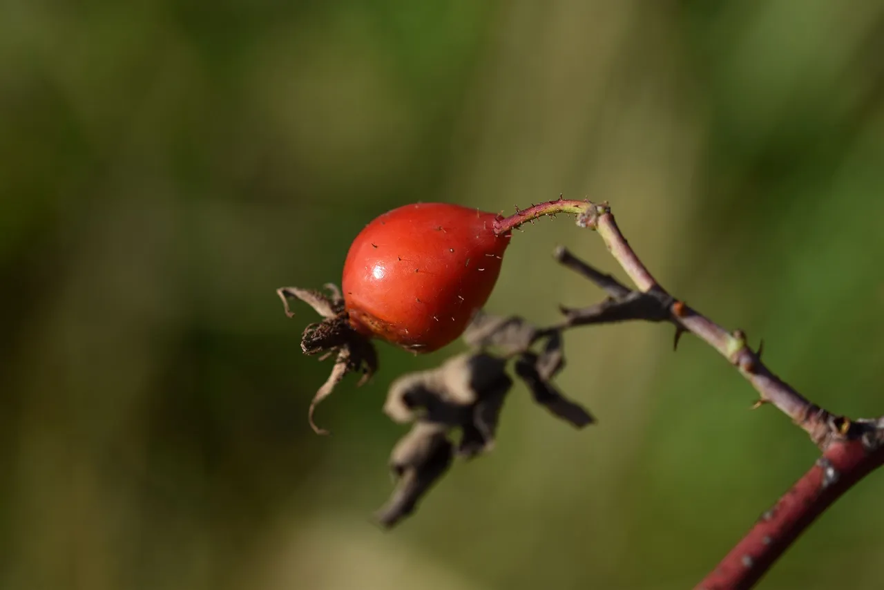 rosehip bush pl 5.jpg