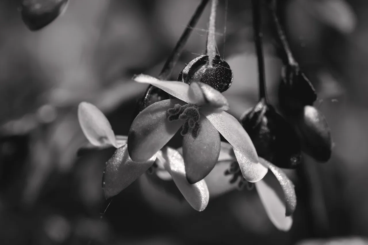 Begonia flowers bw 5.jpg