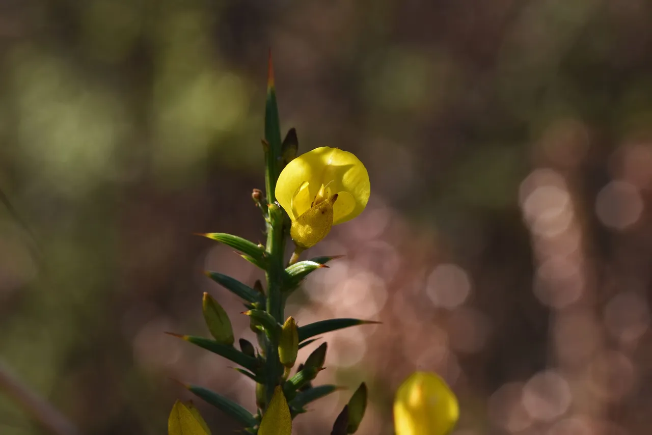 Gorse bush ulex buds 8.jpg