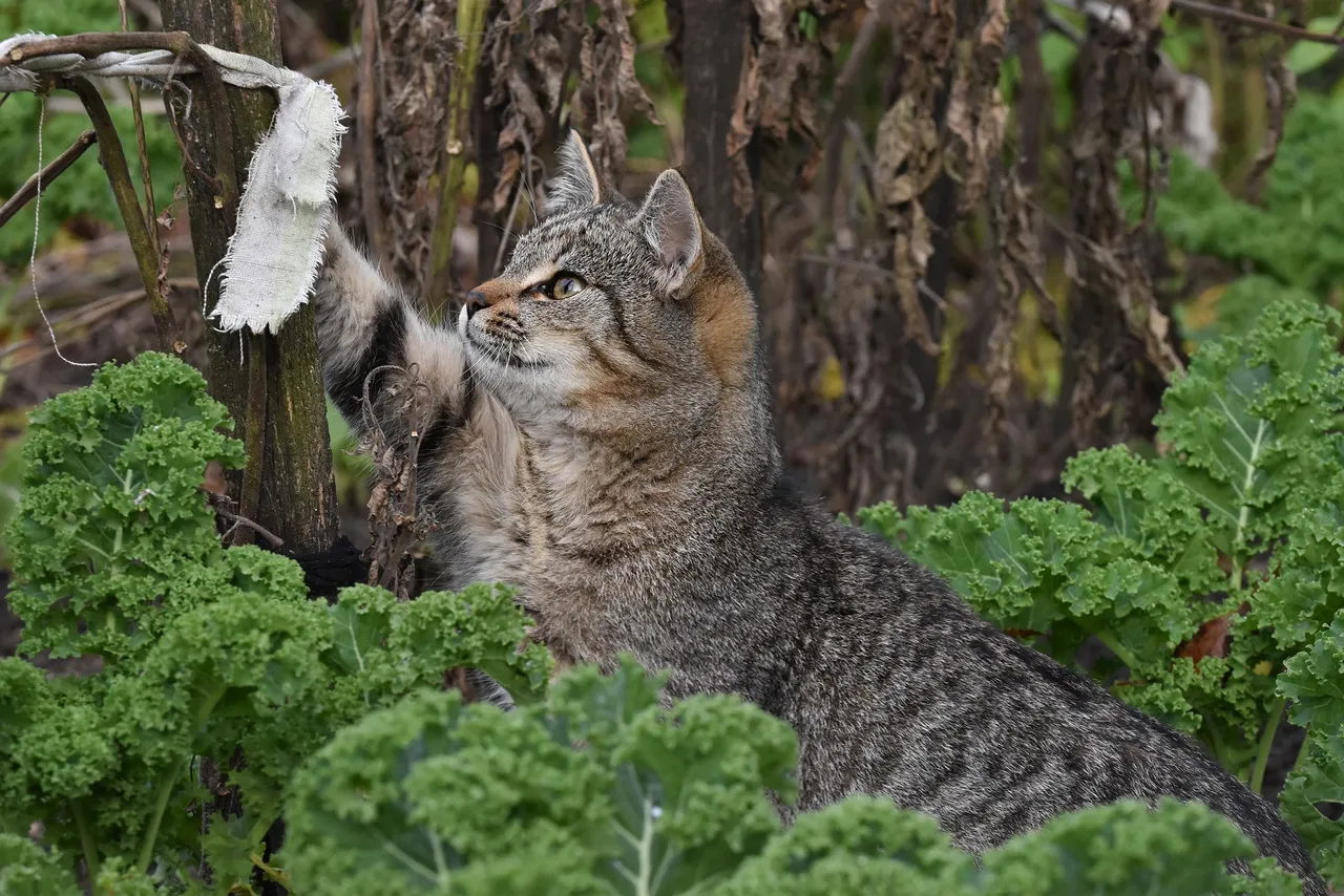 kitty pole 13.jpg