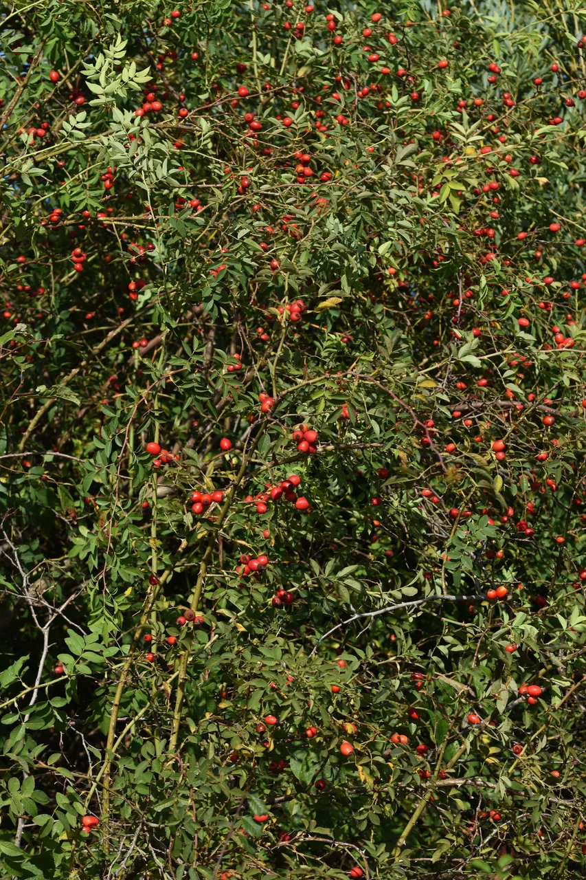 rosehip bush pl 1.jpg