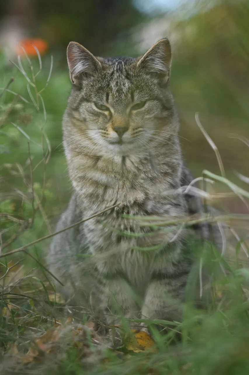 Tabby garden 7.jpg