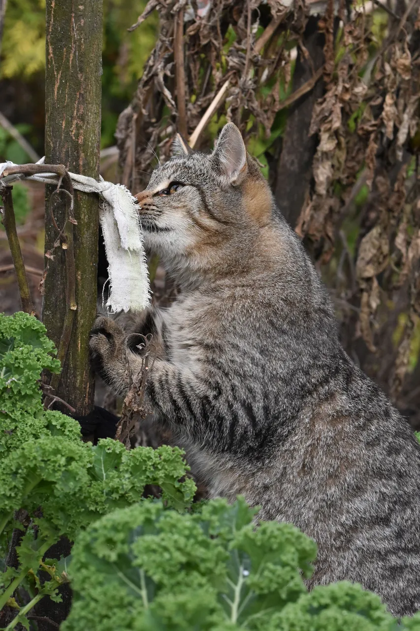 kitty pole 9.jpg
