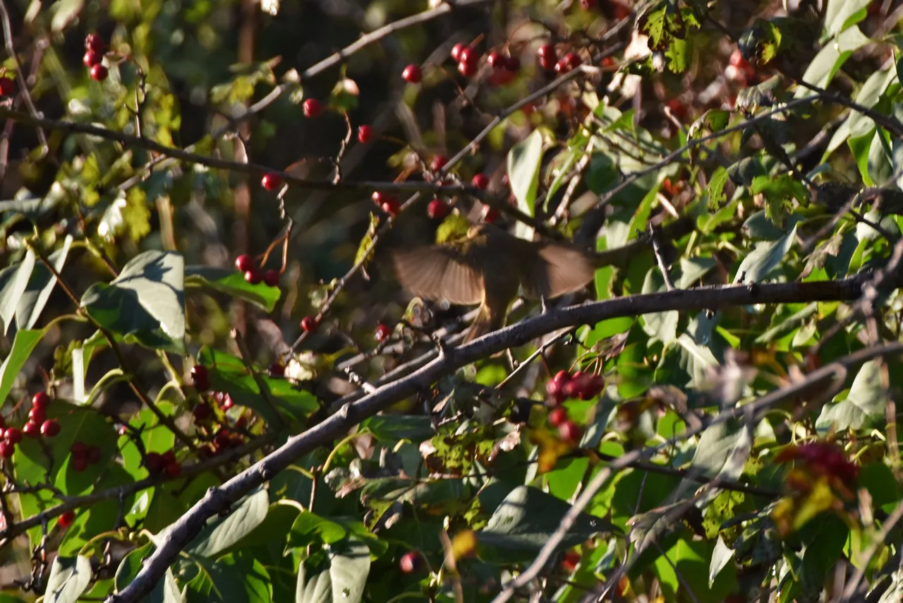 Common chiffchaff birds pl 8.jpg