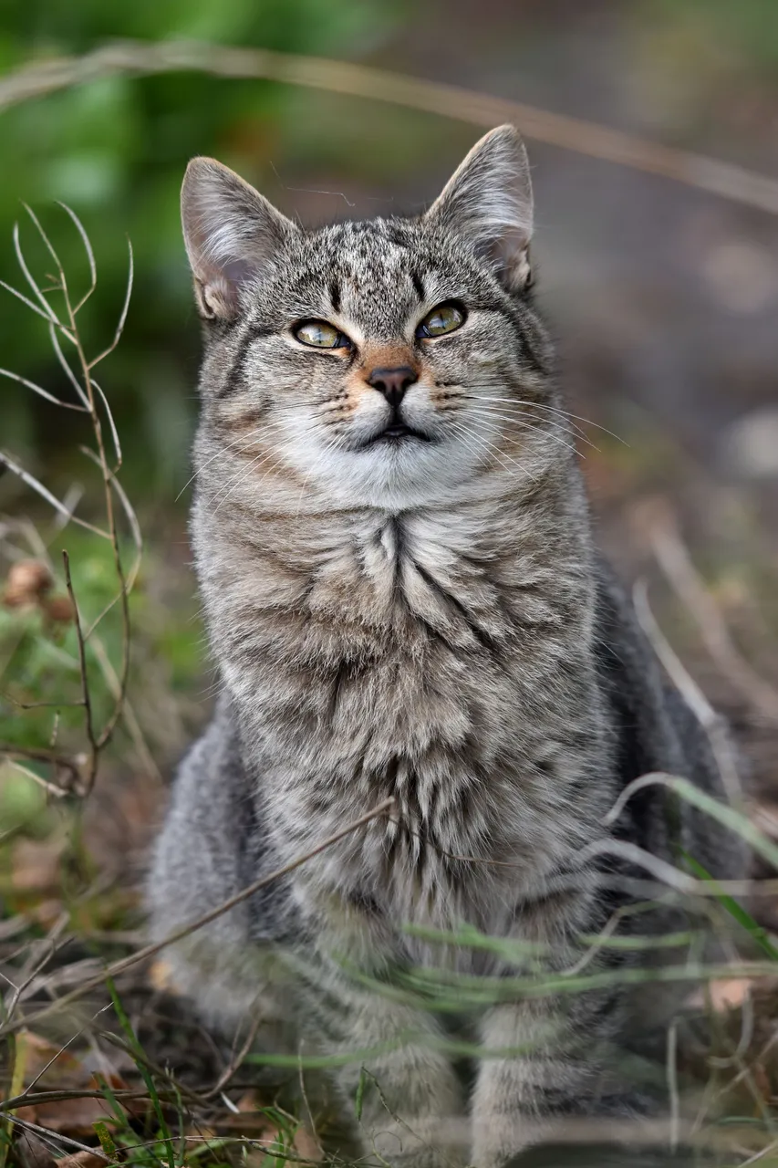 Tabby garden 3.jpg