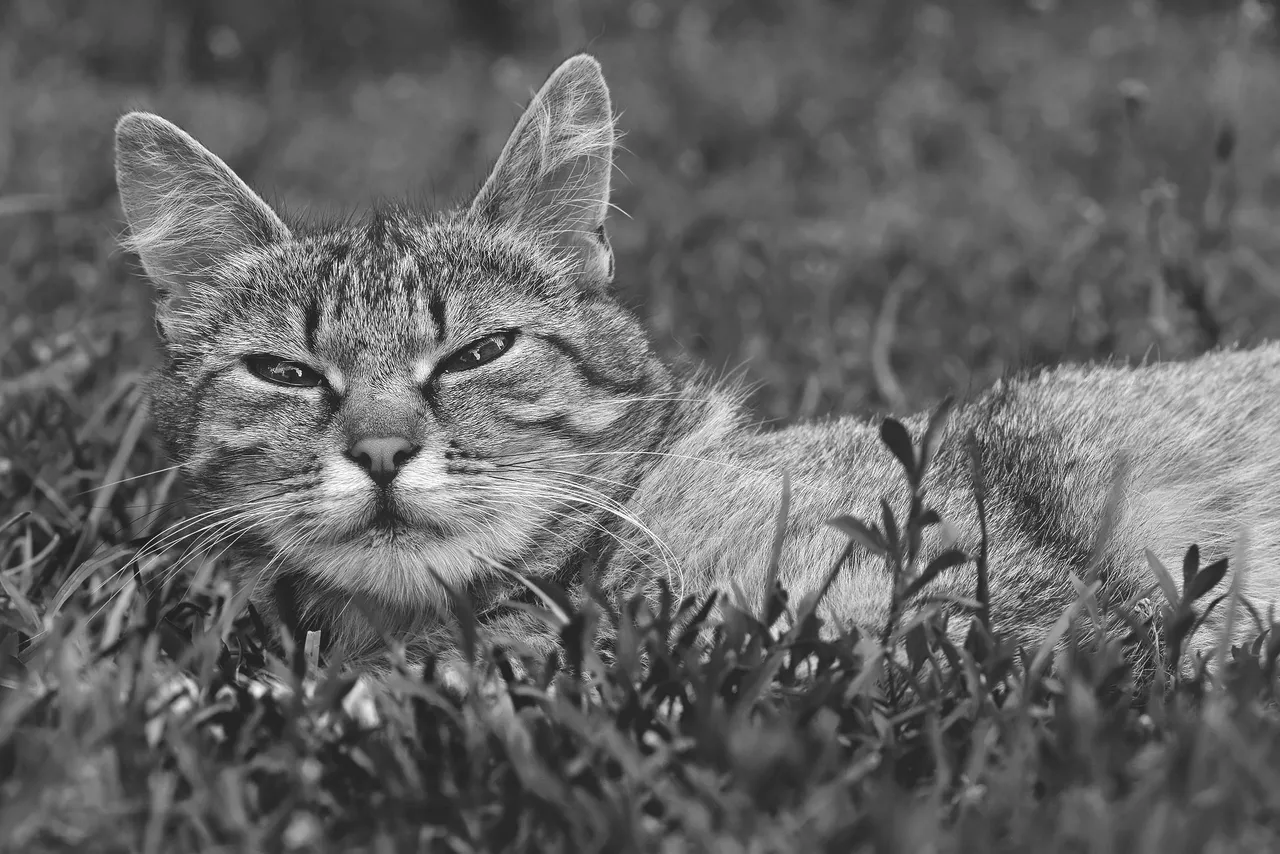 tabby kitty grass 4.jpg