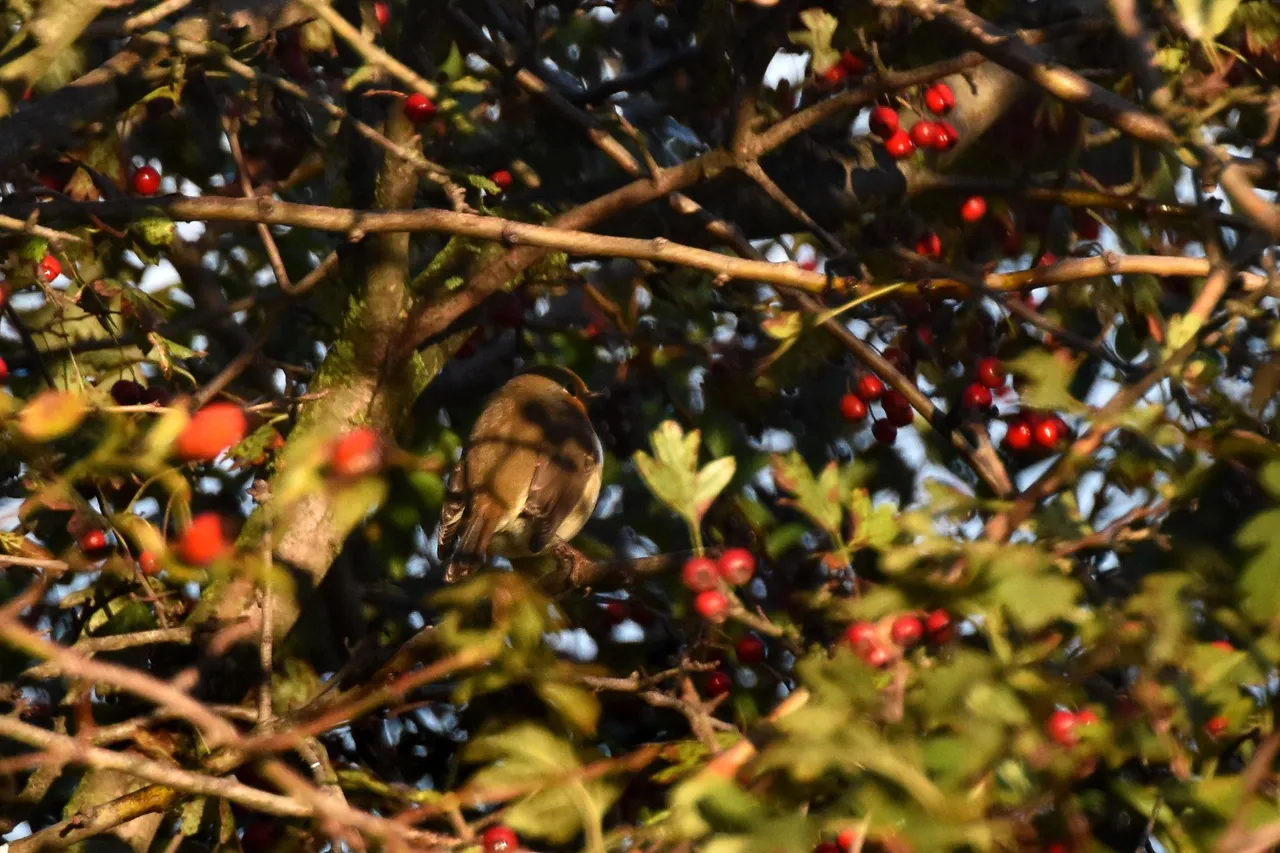 Robin Hawthorn tree pl 12.jpg