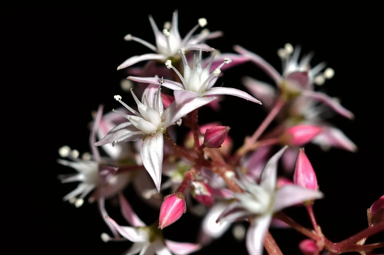 Crassula multicava blooming 2023 11.jpg