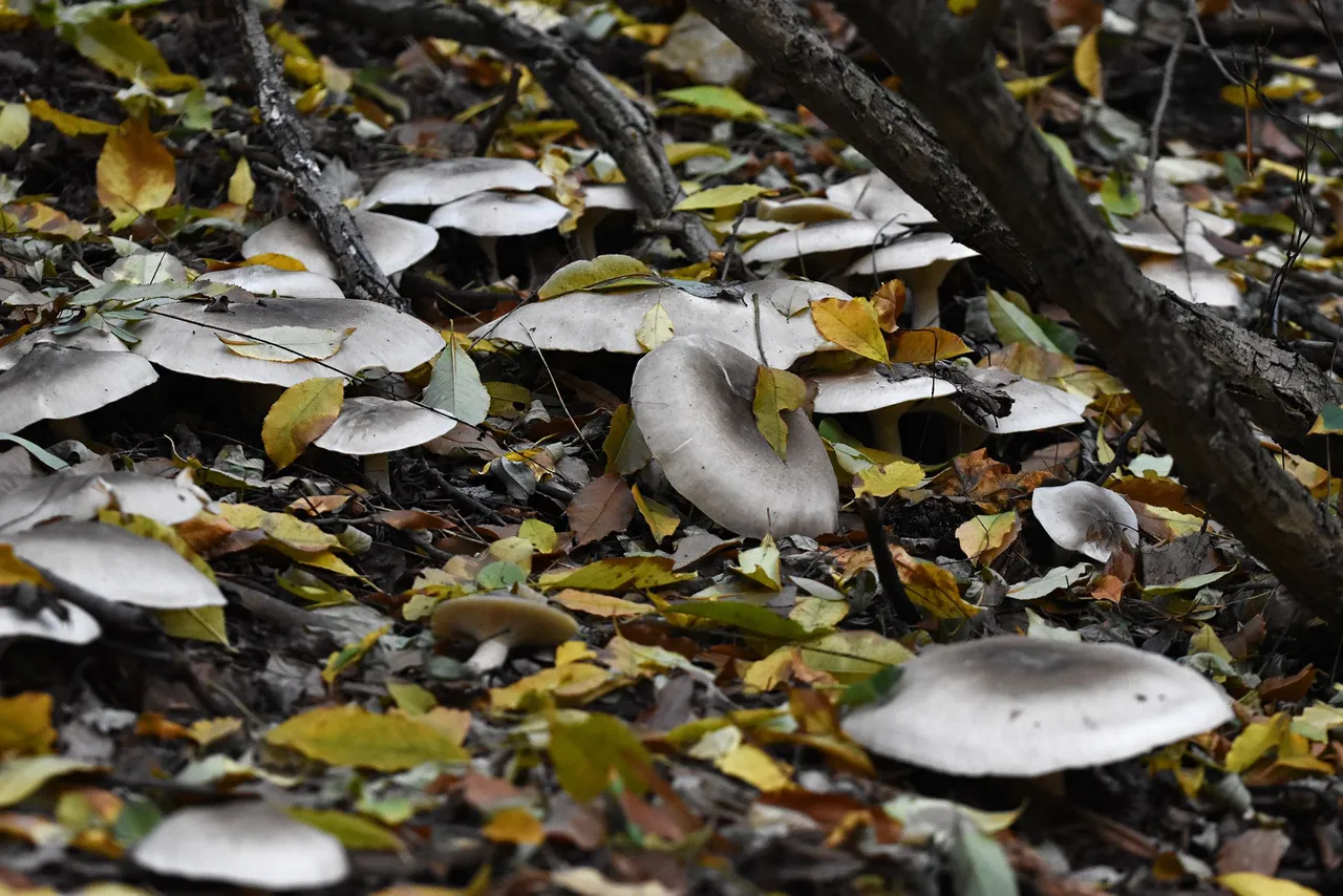 silver mushrooms pl 8.jpg