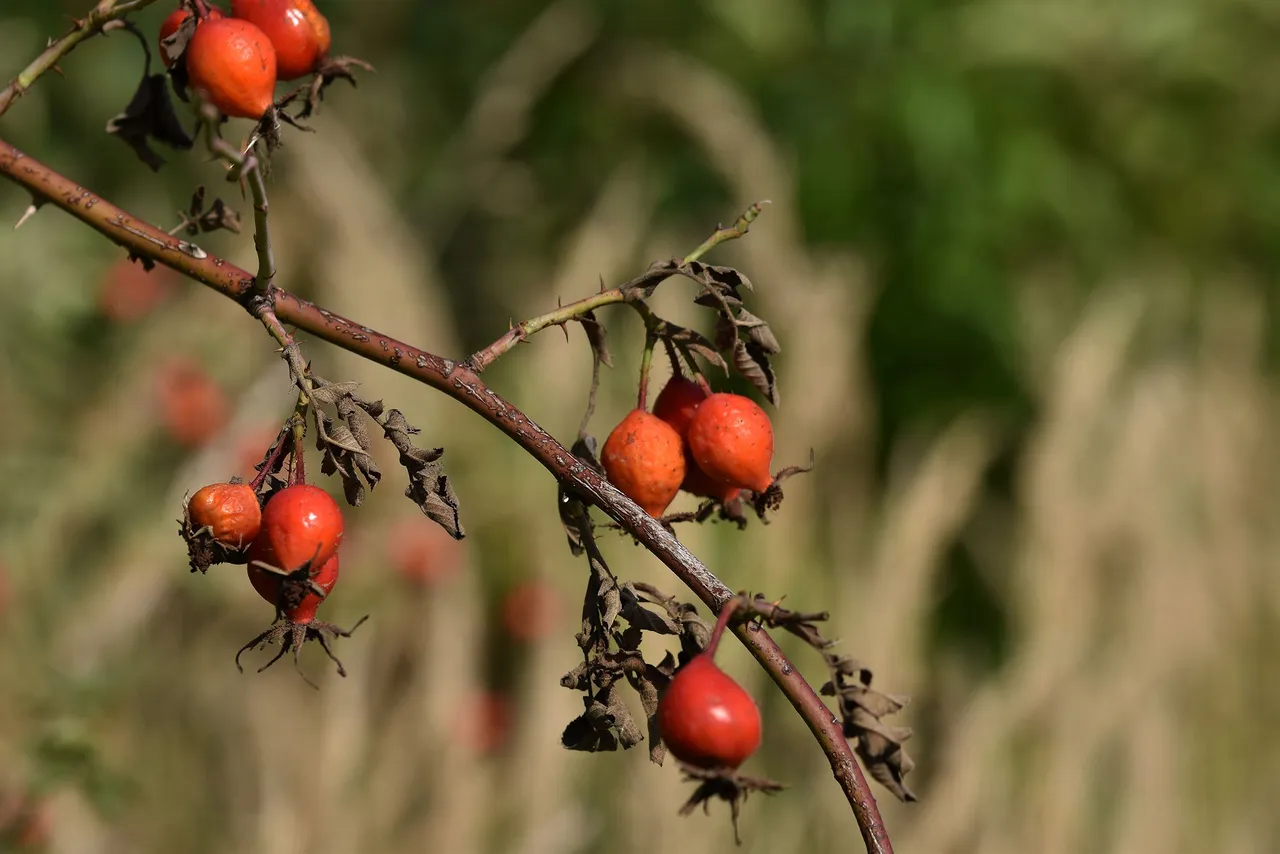 rosehip bush pl 3.jpg