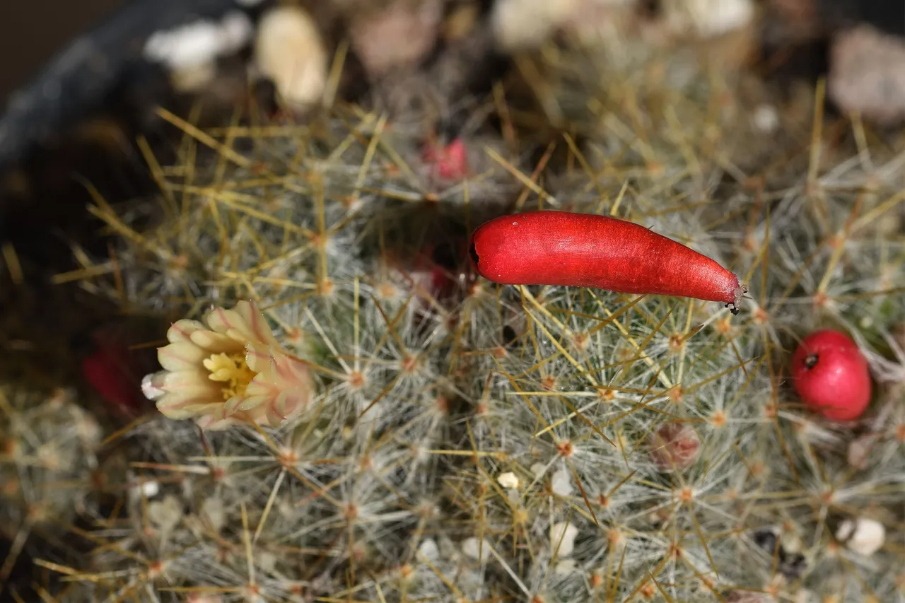 Mammillaria prolifera berries 4.jpg
