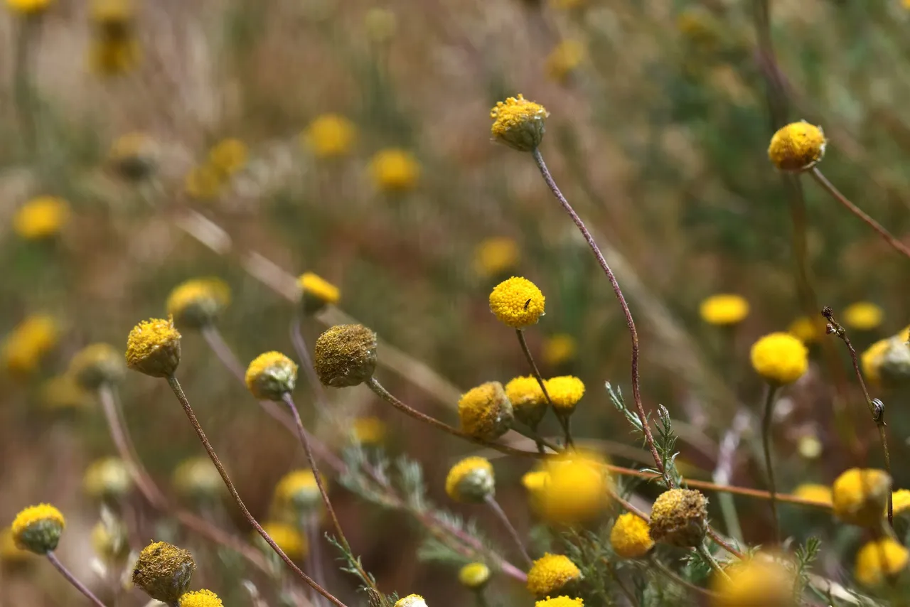 Santolina rosmarinifolia yellow wildflower.jpg