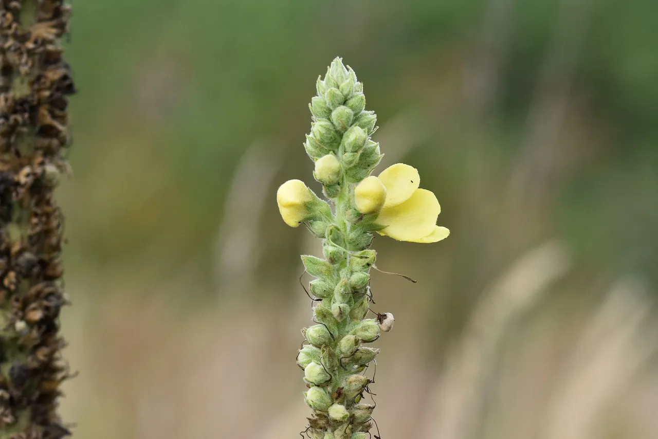 Verbascum wildflower pl 3.jpg