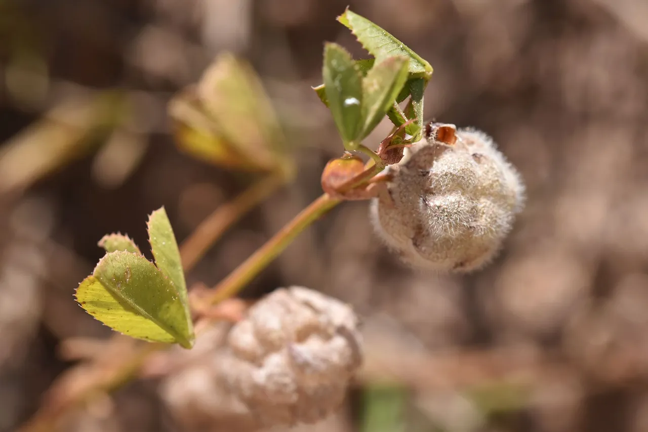 Trifolium tomentosum clover 7.jpg