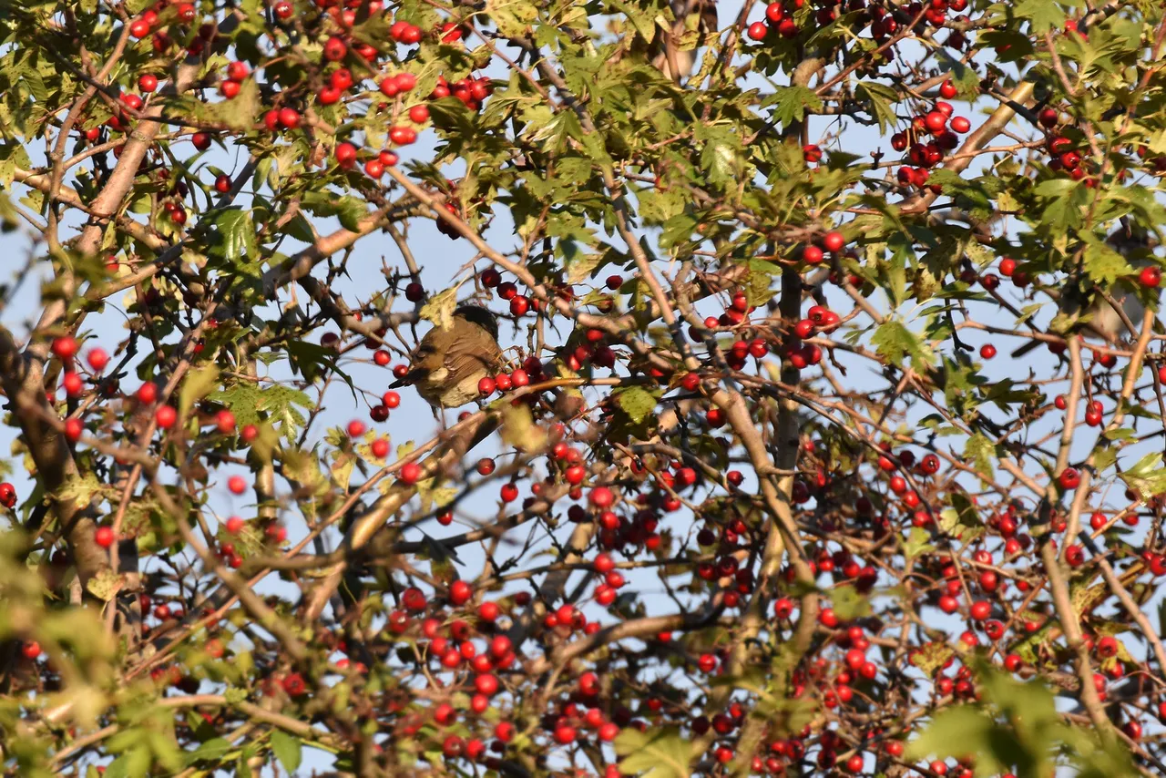 Robin Hawthorn tree pl 7.jpg