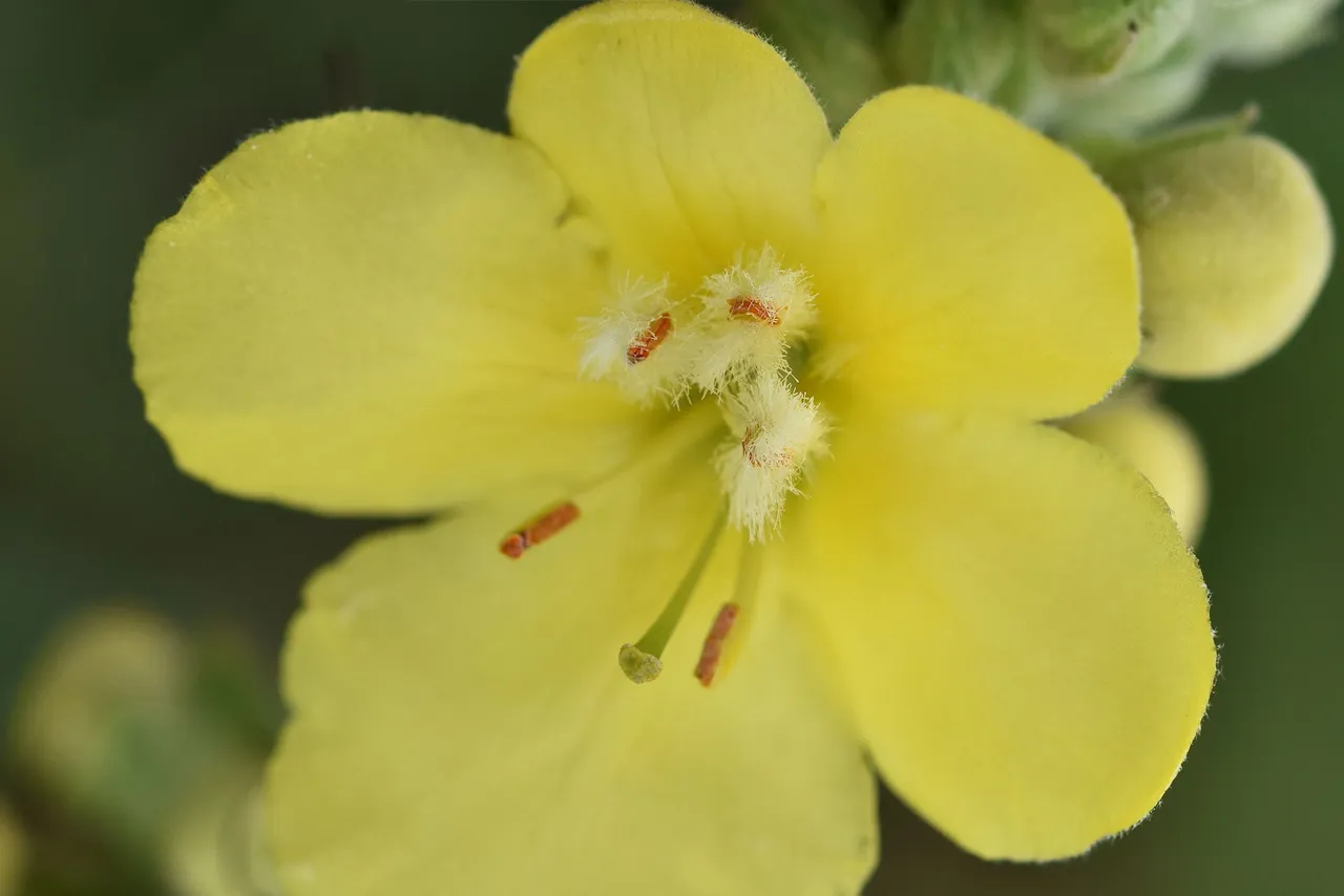 Verbascum wildflower pl 9.jpg