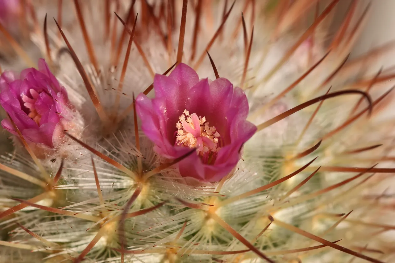 Mammillaria Bombycina winter bloom 6.jpg