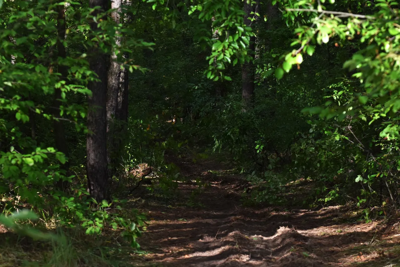 green forest pl 2.jpg