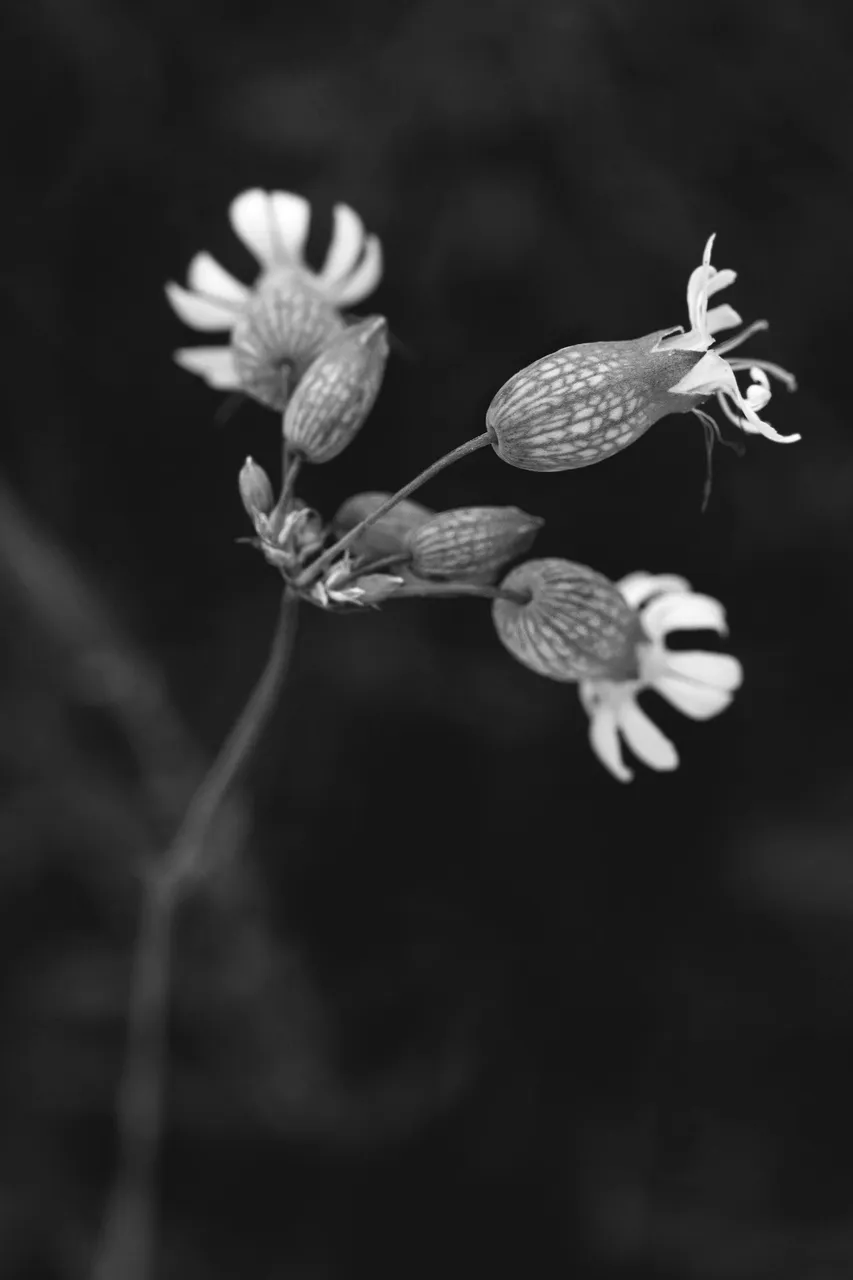 Silene wildflower bw 5.jpg